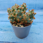 Tephrocactus Molinensis Red Glochids (Тефрокактус)