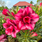 Адениум обесум 375