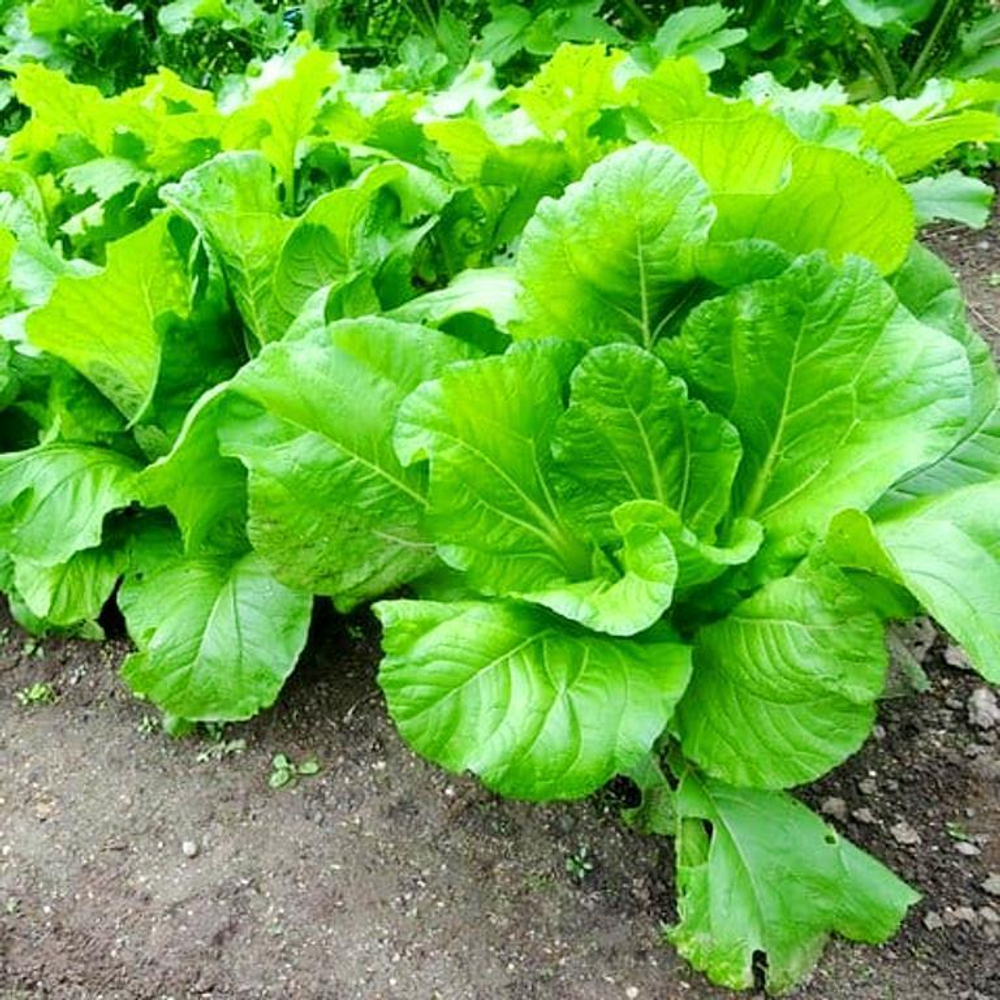 Хиросимана - Сладкая Японская Листовая Капуста - 広島菜 - Hiroshimana Cabbage