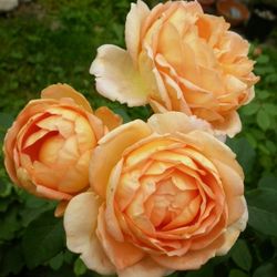 Леди Оф Шалот (Lady Of Shalott)