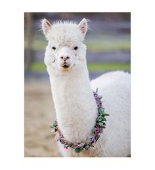 Puzzle Alpaca 200 pcs