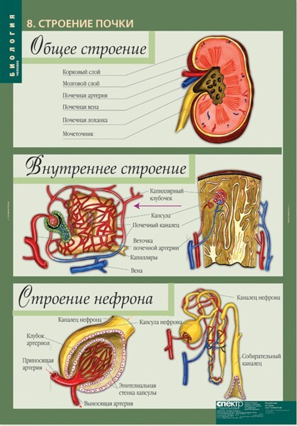Комплект таблиц "Биология 8-9 кл. Человек" (12 таб.)