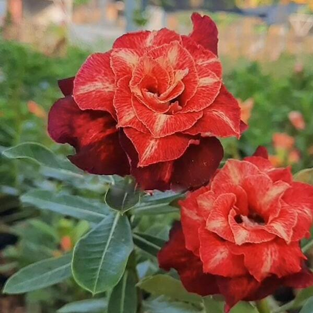 Адениум JAYANTI