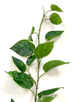 Эпипремнум ветка 120 см.