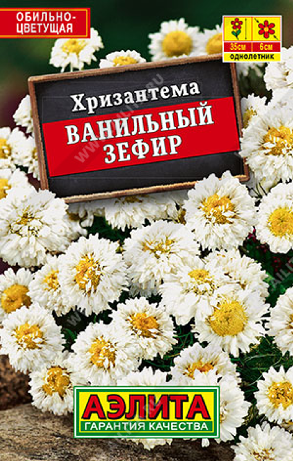Хризантема Ванильный зефир