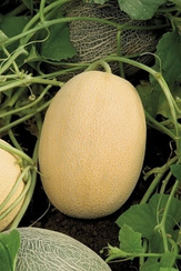 Биджоур F1 семена дыни (Vilmorin / Вильморин)