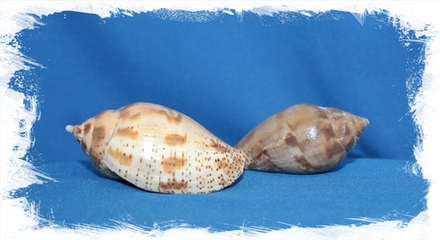 Харпулина Лаппоника, 5-7см, 1шт