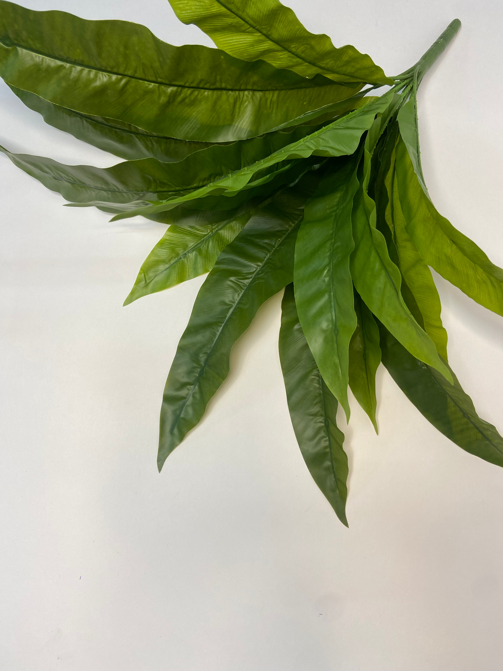 Куст Асплениум