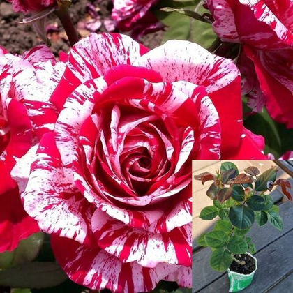 Роза Арроу Фолиес спрей, саженец с ЗКС.