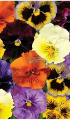 Фиалка Виттрока FRIZZLE SIZZLE MIX IMPROVED F1