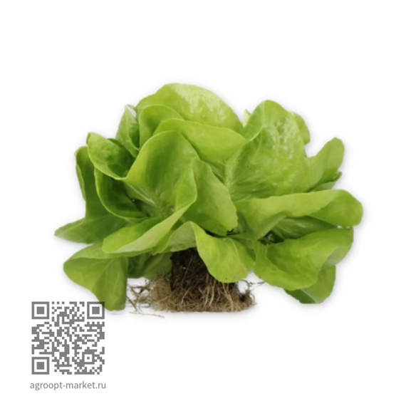 Треслия_семена_салата_качанного_маслянистого_Rijk_Zwaan_культура – фото 2