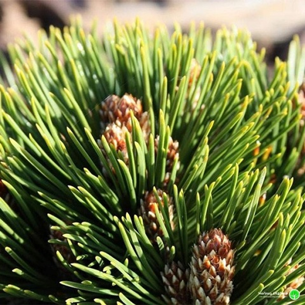 Сосна белокорая Шмидта