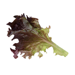 Росало семена салата лолло росса (Enza Zaden / Энза Заден)