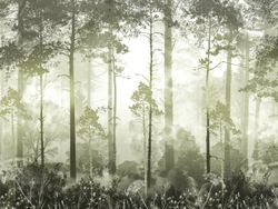 Туманные сосны