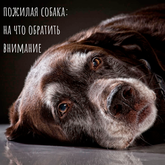 Пожилые собаки: на что нужно обратить внимание