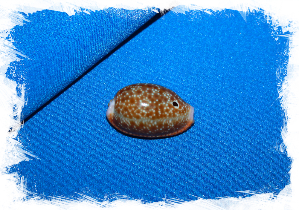 Медовая ципрея с одним отверстием