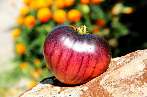 КАС - 21 / КАS-21