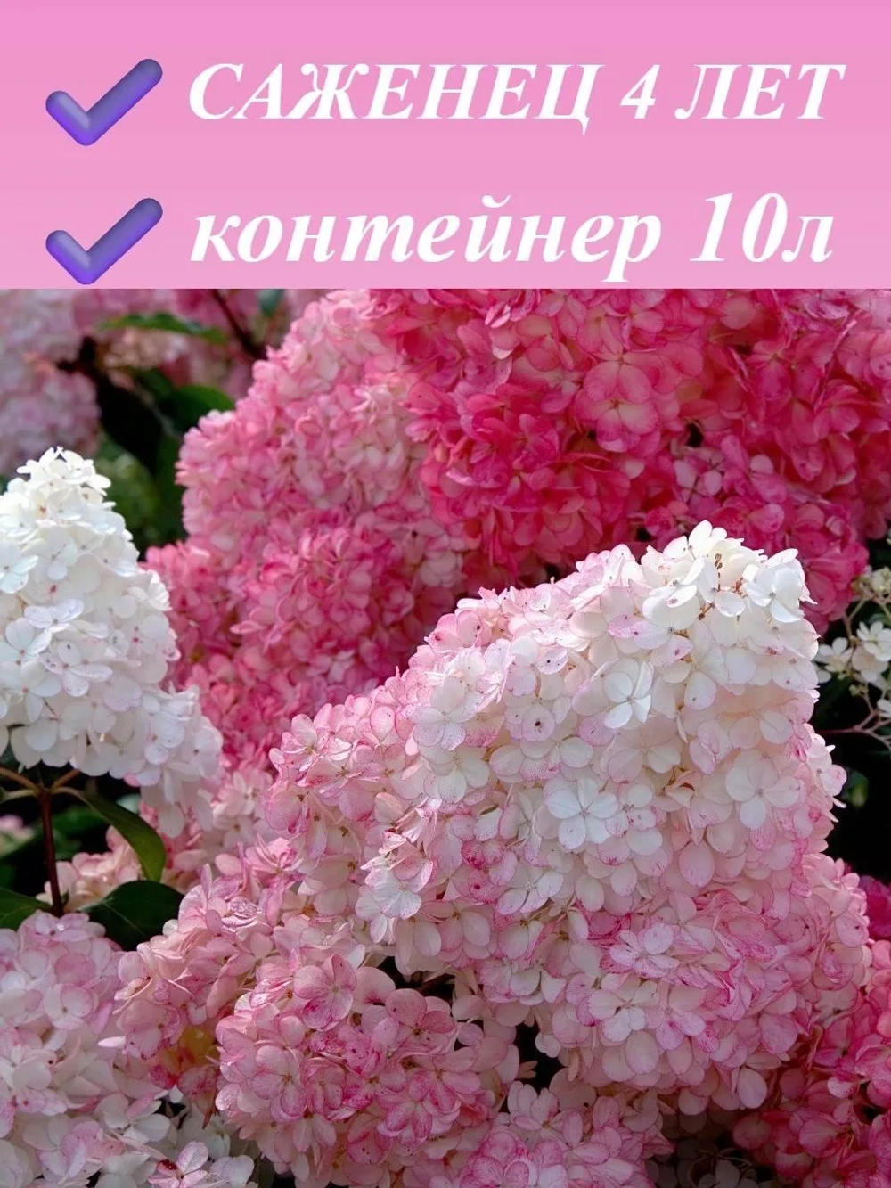 Сандей Фрейз гортензия метельчатая