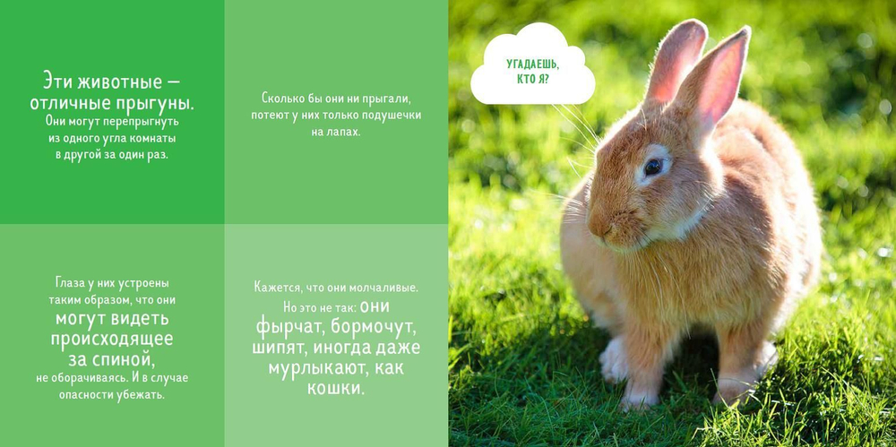Кто прячется на ферме?