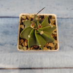 Astrophytum Capricorne (Астрофитум)