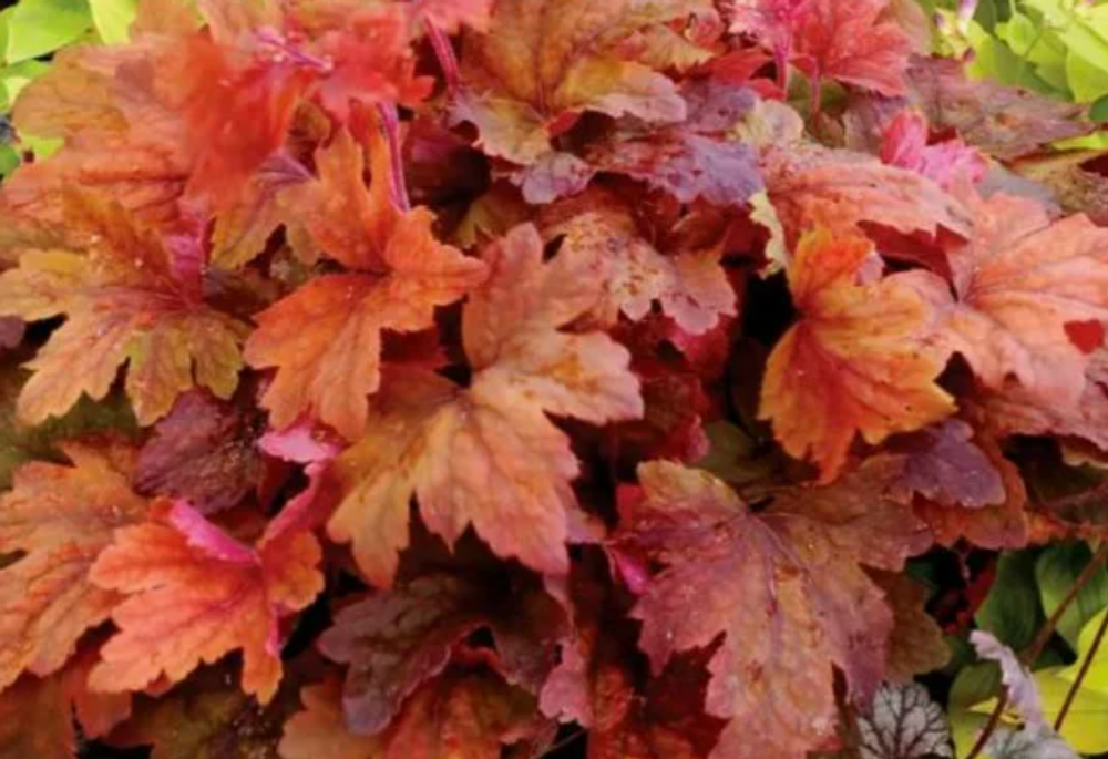 Гейхера Пич Тиа рассада ОКС меристема