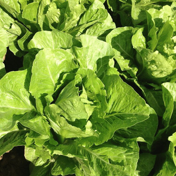 МАКСИМУС семена салата Rijk Zwaan купить – фото 7