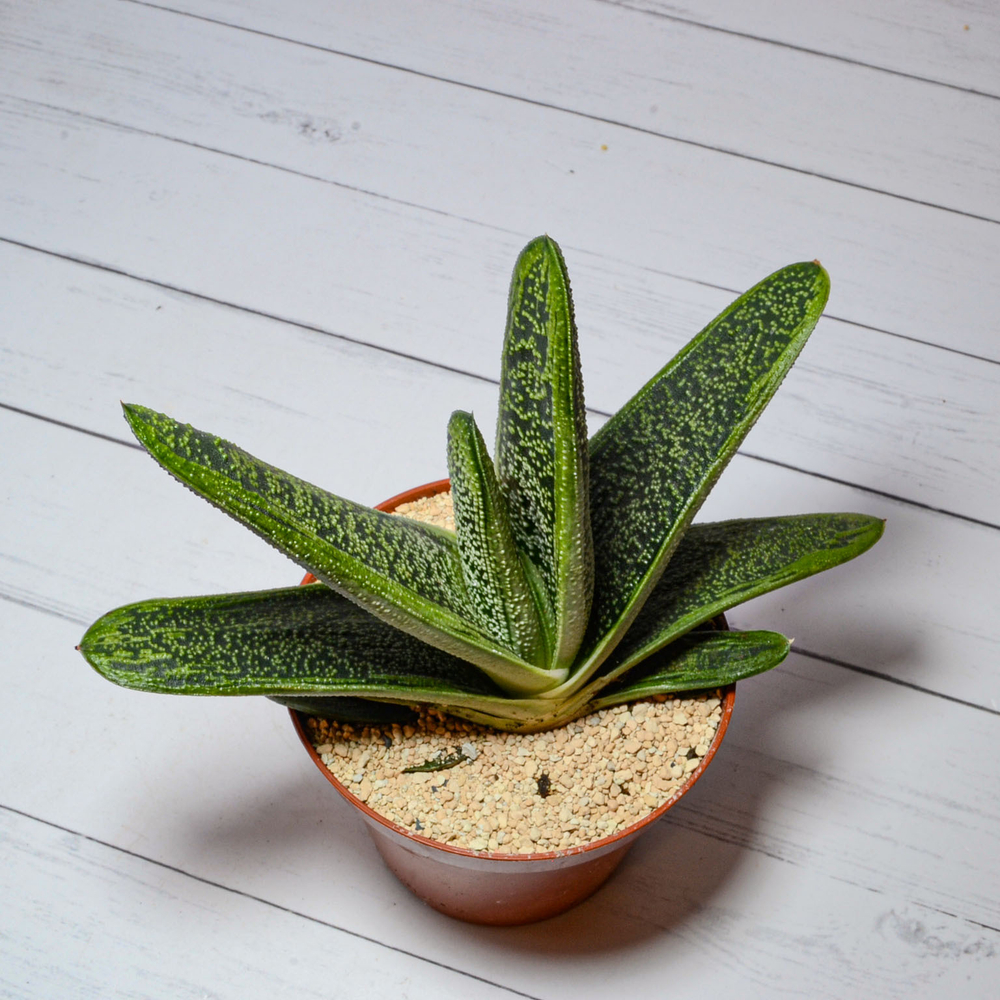 Gasteria Little Warty (Гастерия)