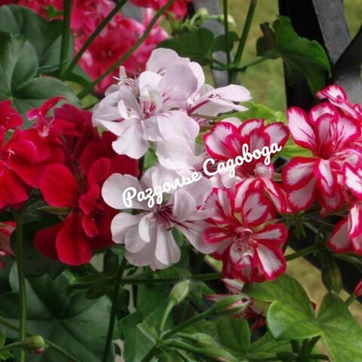 Пеларгония плющелистная