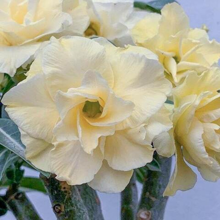 Адениум обесум 206 Nguyệt Cát 3