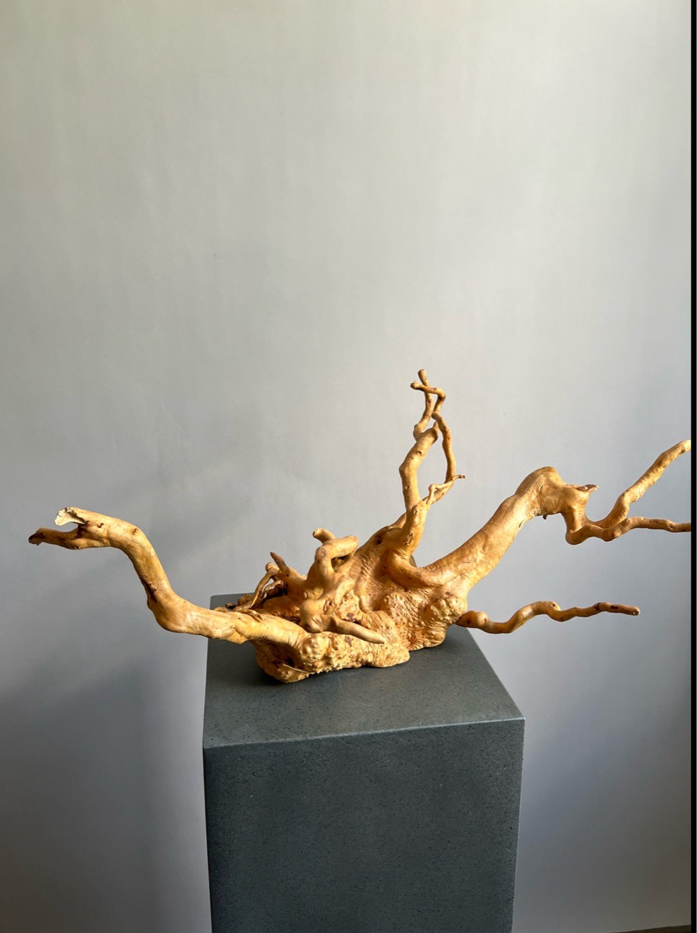 Коряга натуральная