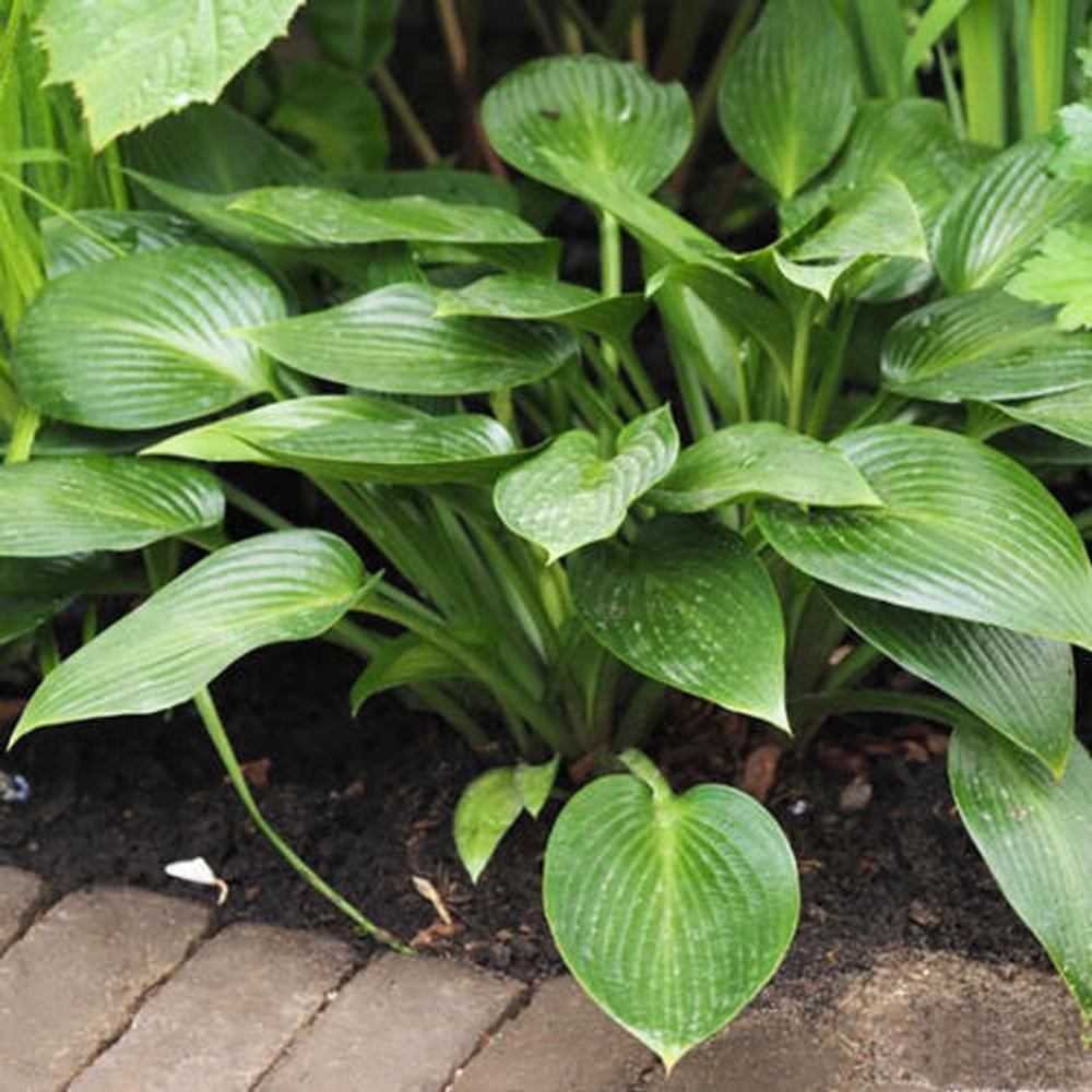 Хоста "Девон Грин"