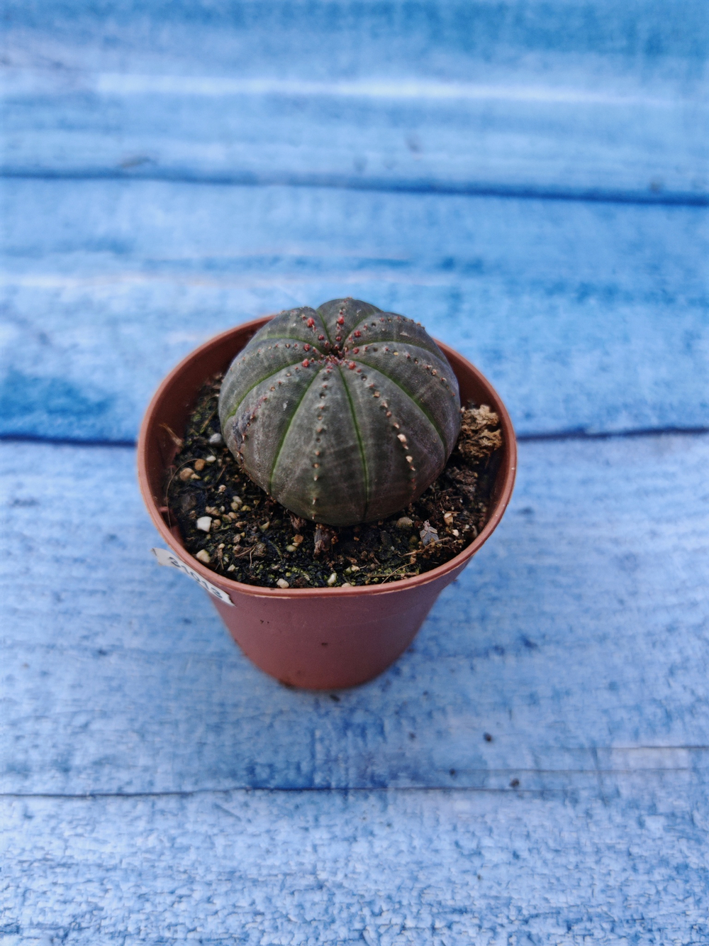 Euphorbia Obesa (Эуфорбия)