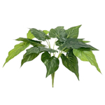 Филодендрон куст 45 см