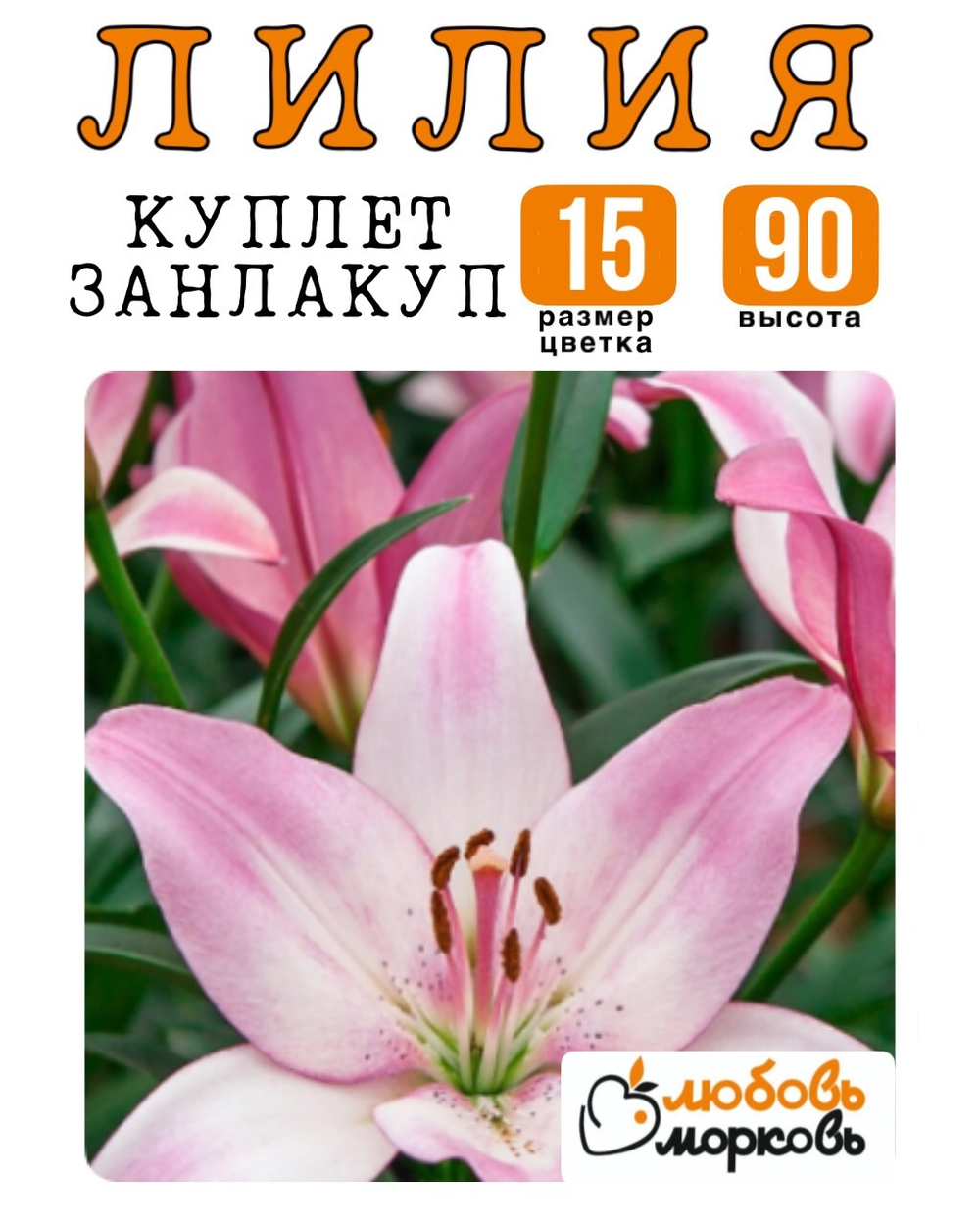 Лилия Луковица, Куплет Занлакуп, ЛА-гибрид, 1 шт