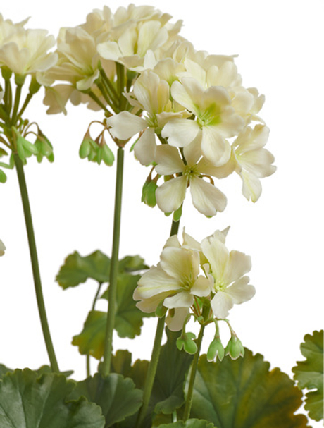 Герань кремовая цветущий куст (UV-фильтр)