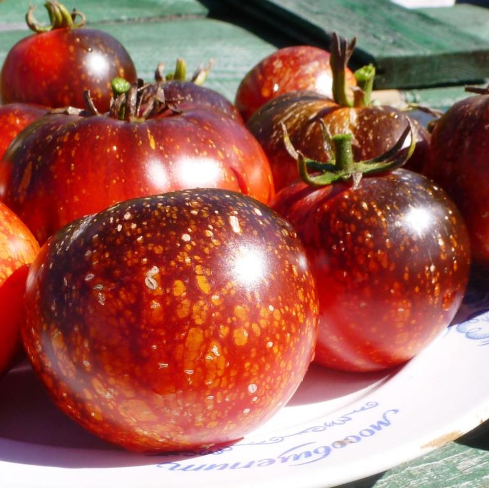 Помидоры - Blue Fire - Огненно-Синий