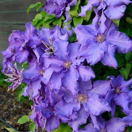 Клематис Baltic Waves( Балтик Вэйвз) Стандарт поставки Р9