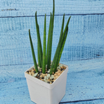 Sansevieria Fernwood Mikado (Сансевиерия)