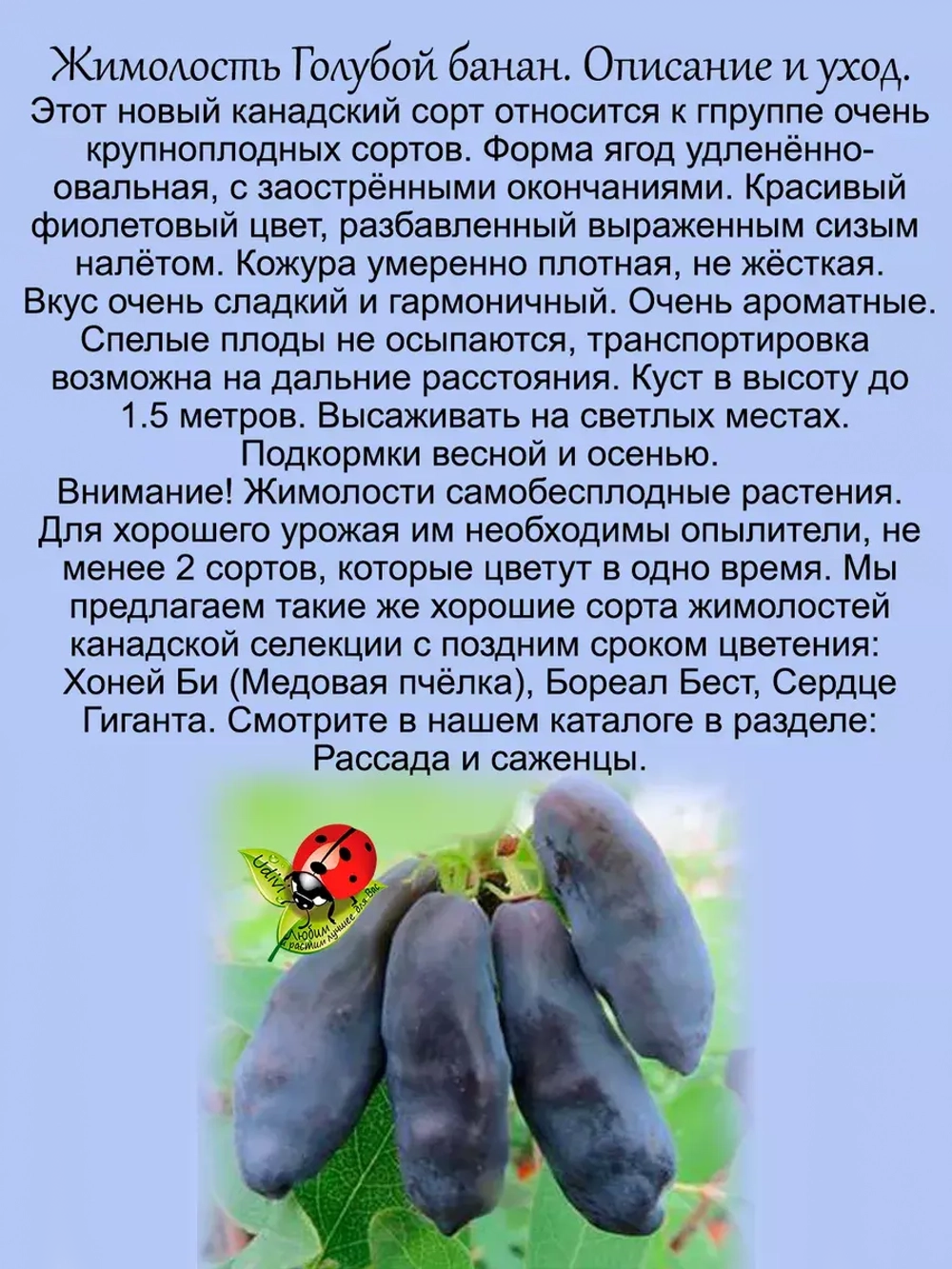 Жимолость Голубой банан сладкая