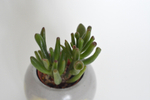 Крассула Овата Голлум / Krassula Ovata Gollum