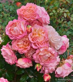 Мишель Бедросьян (Michelle Bedrossian)