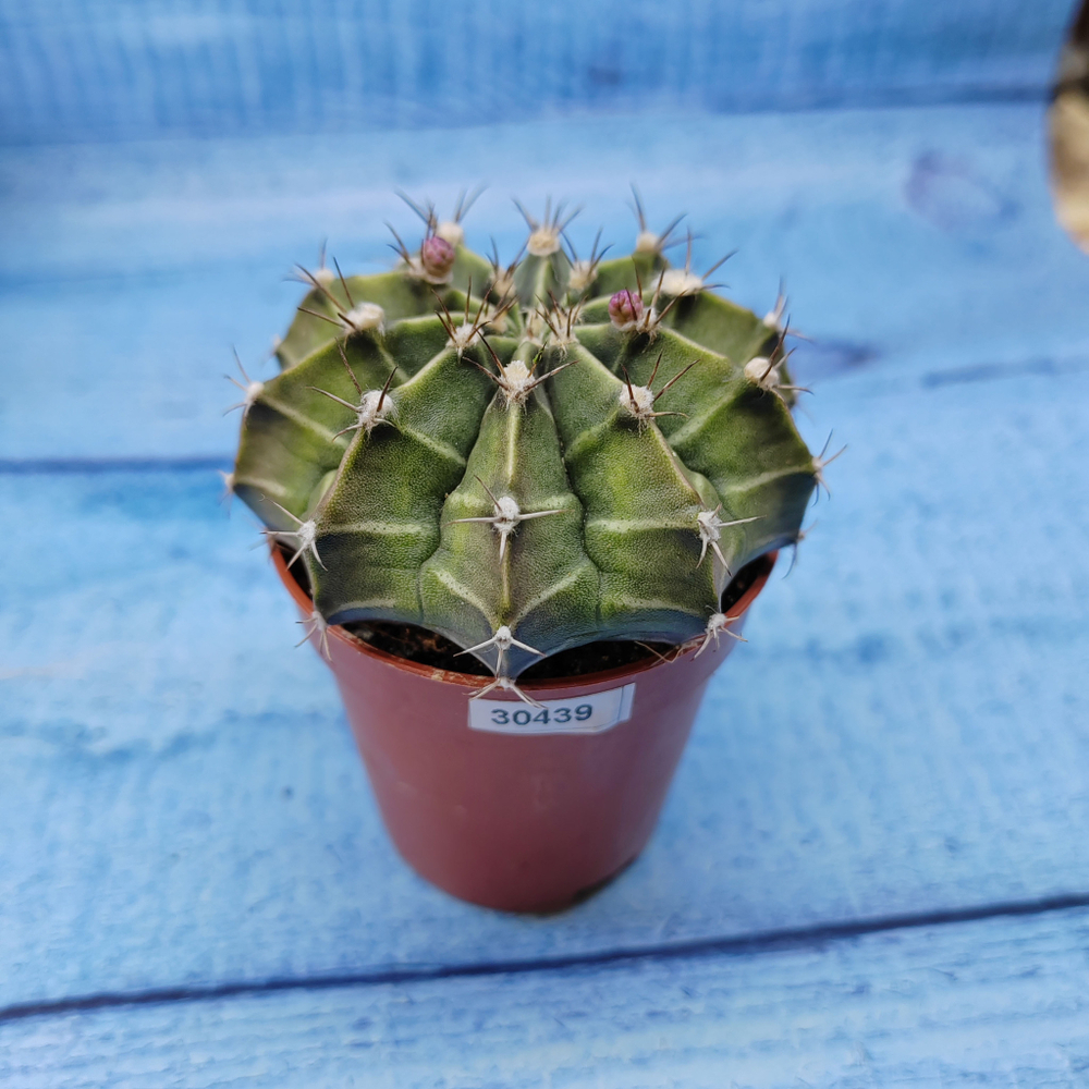 Gymnocalycium Friedrichii (Гимнокалициум)