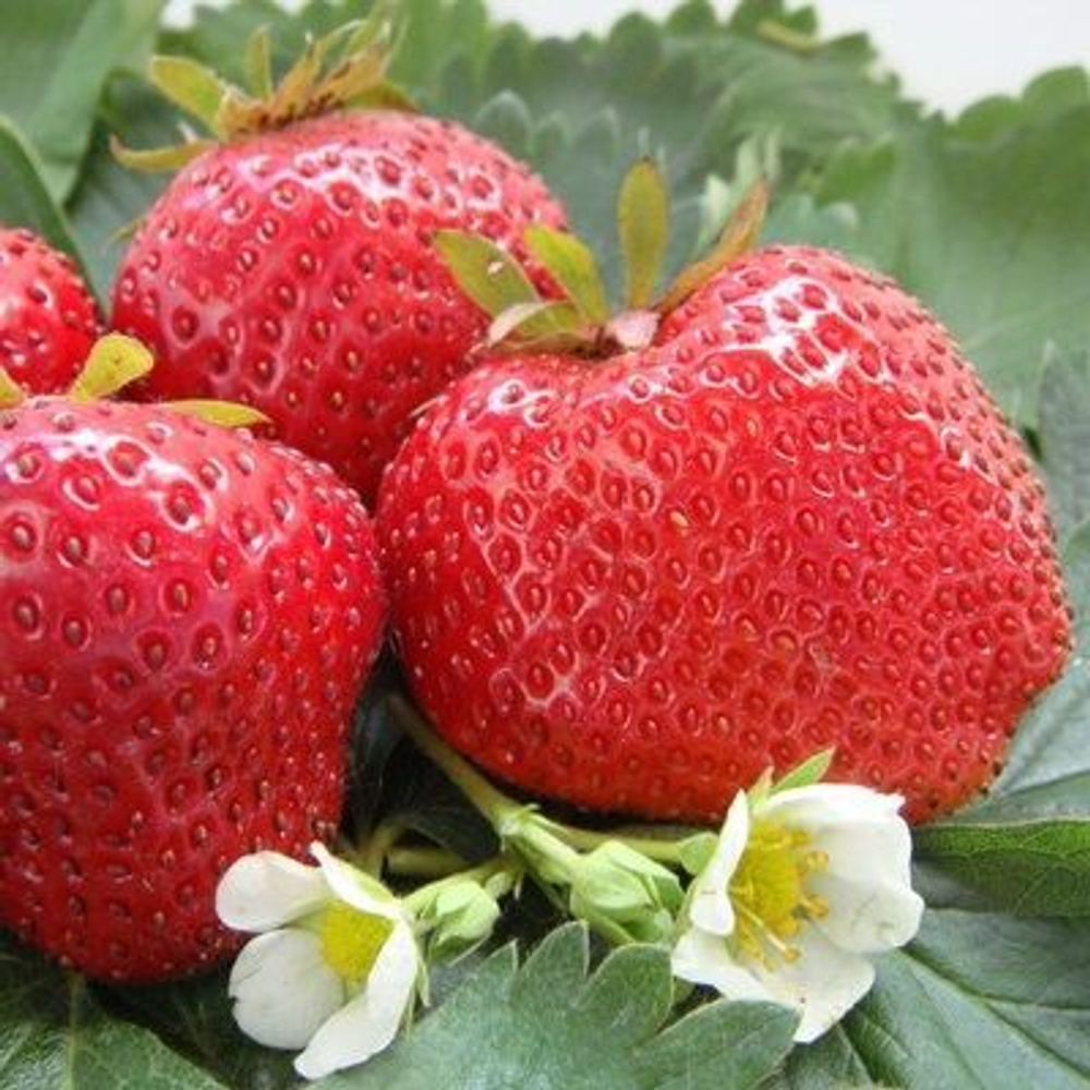 Земляника садовая Максим Гигантелла Максим Р9 Закупка М65 май-июнь 2026