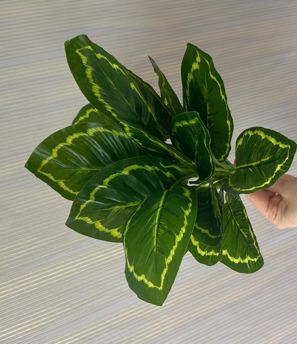 Калатея куст