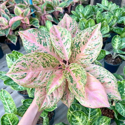 Аглаонема SOMBAT SIAM PEACH