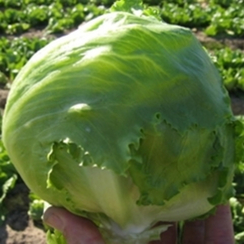 Алабама семена салата айсберг (Vilmorin / Вильморин)