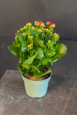 Каланхоэ Блоссфельда (Kalanchoe blossfeldiana) красное