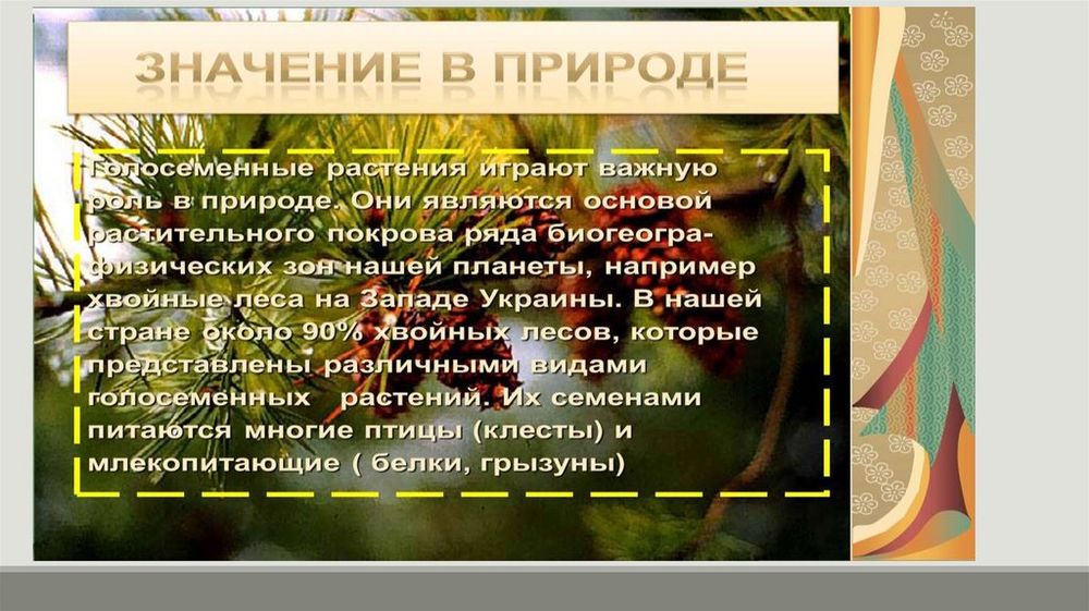 Коллекция Голосеменные растения — купить по ФГОС | Учебный стандарт