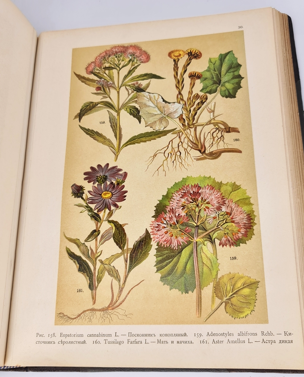 "Ботанический атлас по системе де-Кандоля". К.Гофман. 1899 г. - редкая книга
