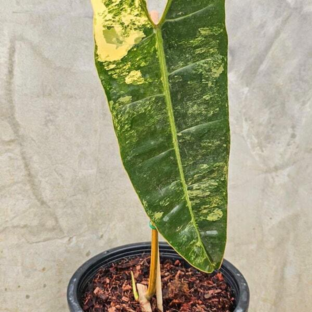 Филодендрон BILLITAE VAR 1 LEAF